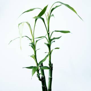 Lucky Bamboo wallpaper