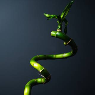 Lucky Bamboo wallpaper