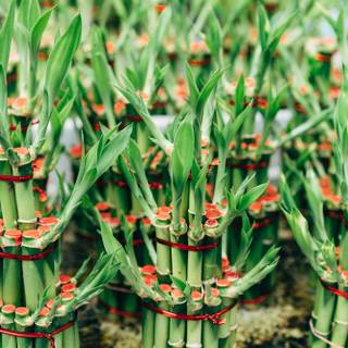 Lucky Bamboo wallpaper