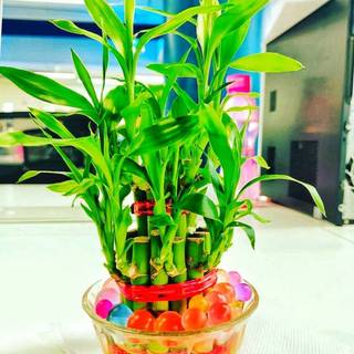 Lucky Bamboo wallpaper