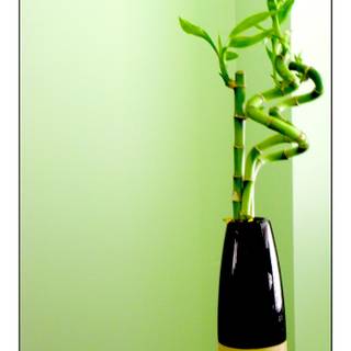 Lucky Bamboo wallpaper