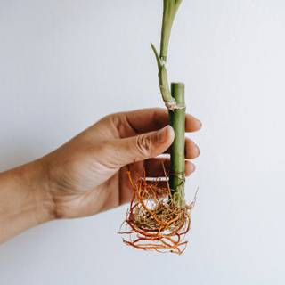 Lucky Bamboo wallpaper