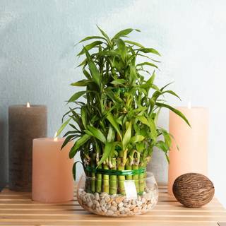 Lucky Bamboo wallpaper