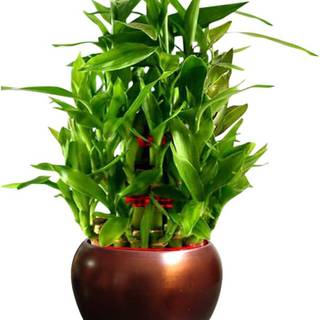 Lucky Bamboo wallpaper