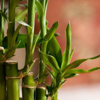Lucky Bamboo wallpaper