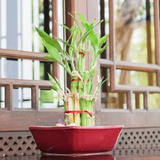 Lucky Bamboo wallpaper