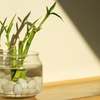 Lucky Bamboo wallpaper