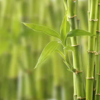 Lucky Bamboo wallpaper