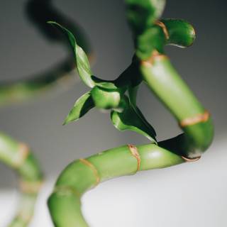 Lucky Bamboo wallpaper
