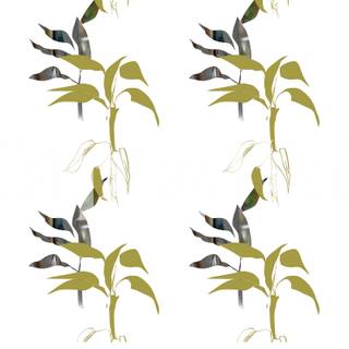 Lucky Bamboo wallpaper