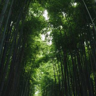 Lucky Bamboo wallpaper