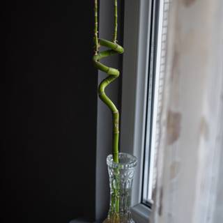 Lucky Bamboo wallpaper