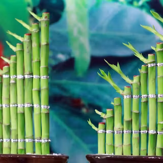 Lucky Bamboo wallpaper