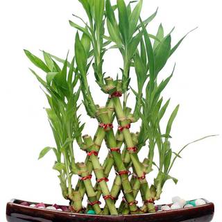 Lucky Bamboo wallpaper