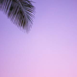 iPhone lilac wallpaper