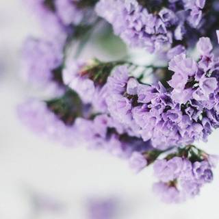 iPhone lilac wallpaper