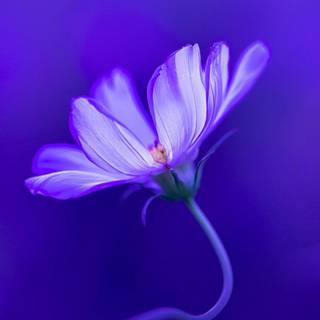 iPhone lilac wallpaper