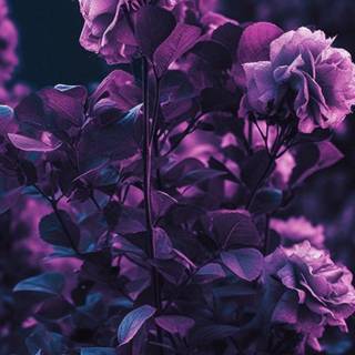iPhone lilac wallpaper