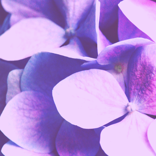 iPhone lilac wallpaper