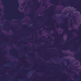 iPhone lilac wallpaper