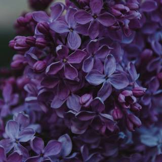 iPhone lilac wallpaper