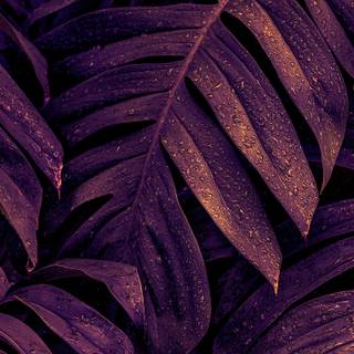 iPhone lilac wallpaper