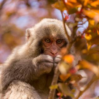 Autumn monkey wallpaper