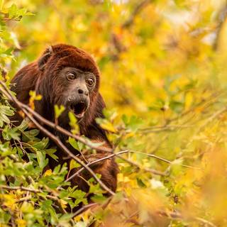 Autumn monkey wallpaper