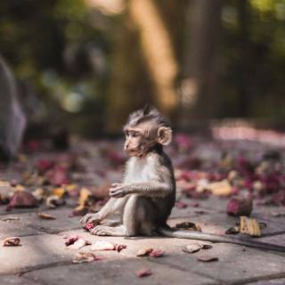 Autumn monkey wallpaper