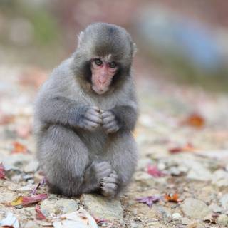 Autumn monkey wallpaper