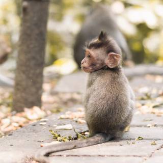 Autumn monkey wallpaper