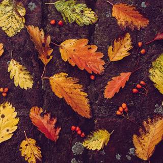 Aesthetic autumn desktop wallpaper