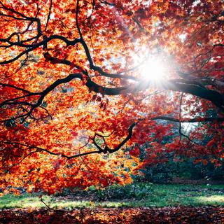 4k autumn Mac wallpaper