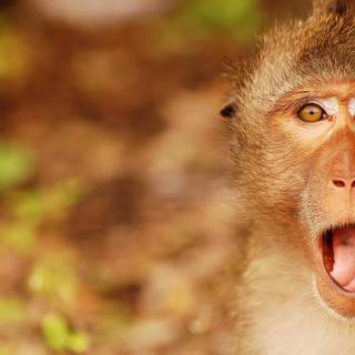 Autumn monkey wallpaper