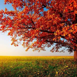 Autumn season tree wallpaper