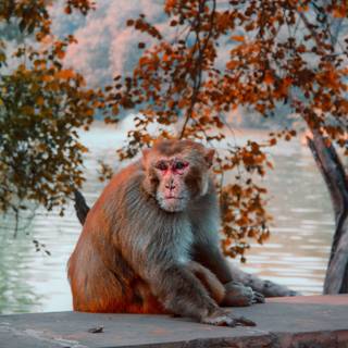 Autumn monkey wallpaper