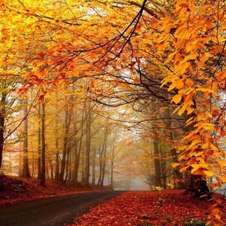 Autumn season tree wallpaper