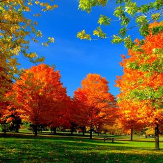 Autumn season tree wallpaper