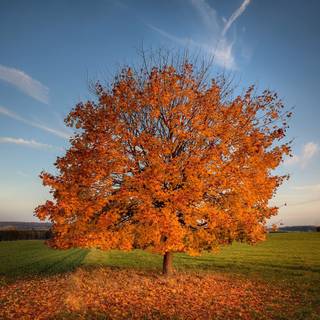 Autumn season tree wallpaper