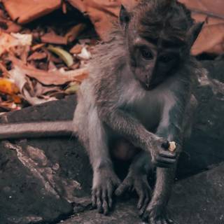 Autumn monkey wallpaper