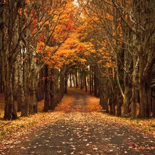 4k autumn Mac Book Pro wallpaper