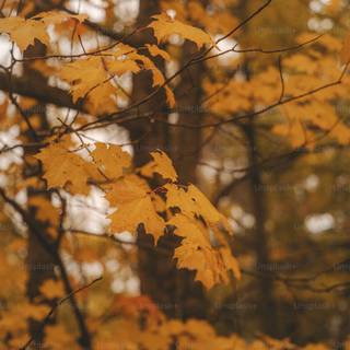 Autumn season tree wallpaper