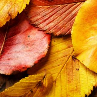 Autumn leaves HD desktop wallpaper