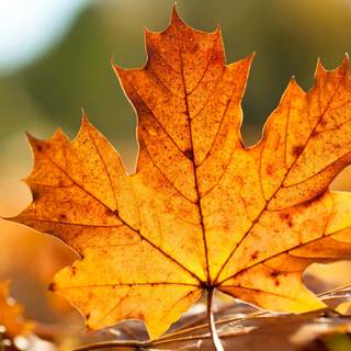 Autumn leaves HD desktop wallpaper