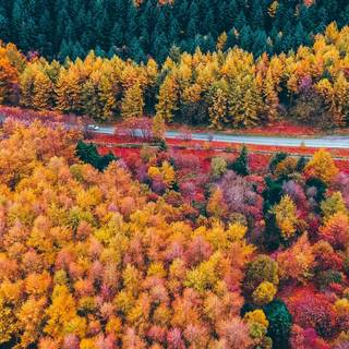Autumn season tree wallpaper