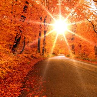 Autumn leaves HD desktop wallpaper