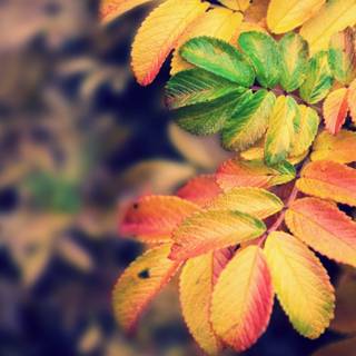 Autumn leaves HD desktop wallpaper