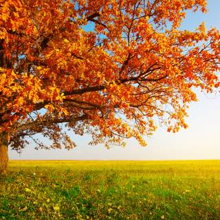 Autumn season tree wallpaper