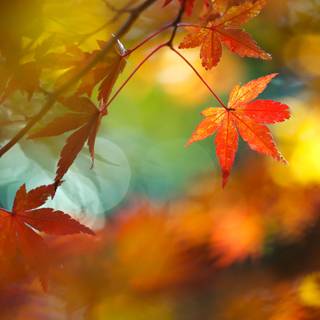 Autumn leaves HD desktop wallpaper