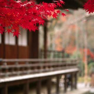 Autumn leaves HD desktop wallpaper